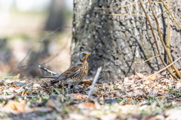 Wood bird Fieldfare, Turdus pilaris, on a sprng lawn.