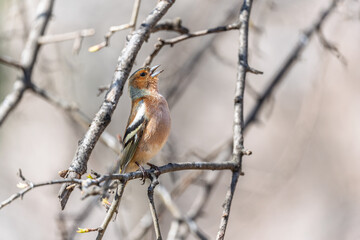 Common chaffinch, Fringilla coelebs, sits on a tree. Common chaffinch in wildlife.