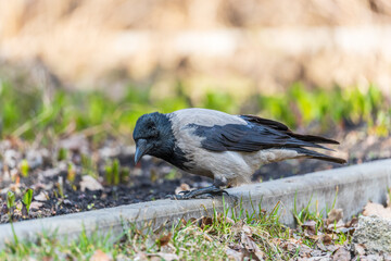 Hooded crow, corvus cornix, standing on the lawn in the spring or summer
