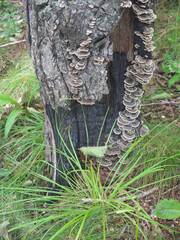 Bunch of wood fungus on burnt tree trunk in the forest