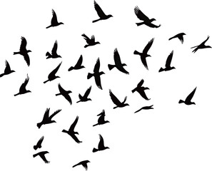 Silhouette of birds in flight against a white background, showcasing freedom and movement.