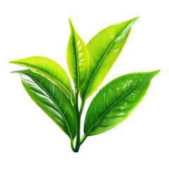 Vibrant Green Tea Leaves Branch Close Up Studio Shot Perfect for Beverage Packaging or Tea Product Design