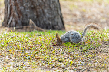 Squirrel in autumn or spring with nut on the green grass with fallen yellow leaves