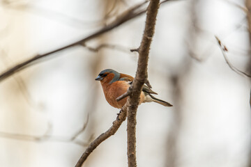 Common chaffinch, Fringilla coelebs, sits on a tree. Common chaffinch in wildlife.