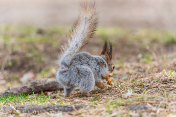 Squirrel in autumn or spring with nut on the green grass with fallen yellow leaves