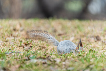 Squirrel in autumn or spring with nut on the green grass with fallen yellow leaves