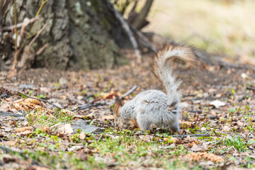 Squirrel in autumn or spring with nut on the green grass with fallen yellow leaves