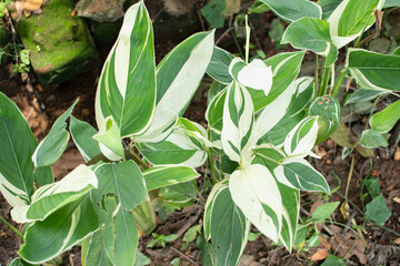 A lush variegated ginger plant with striking green and white striped leaves, growing in a shaded garden area.