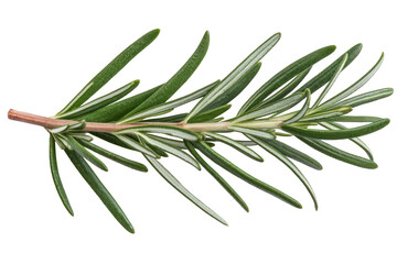 Fototapeta premium rosemary sprig isolated on white background