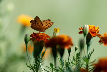 Argyreus hyperbius (Indian Fritillary) on marigold
