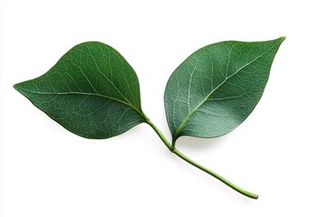 Obraz premium Two vibrant green leaves connected by a single stem isolated on a white background with visible leaf veins