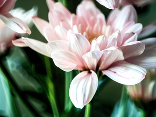 light pink chrysanthemum flowers in a bouquet