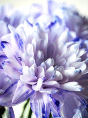 light lilac chrysanthemum flowers in a bouquet