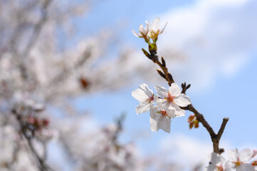 Beautiful cherry blossoms blooming in Ueno Park, Tokyo, Japan. clusters of sakura flowers in spring.