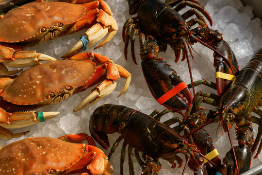 Fresh live lobsters and crabs displayed on ice for seafood market selection and culinary preparation in natural sunlight