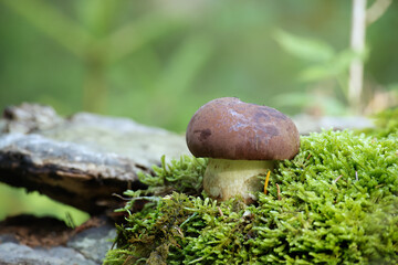 Bay bolete mushroom on mossy log in a peaceful forest