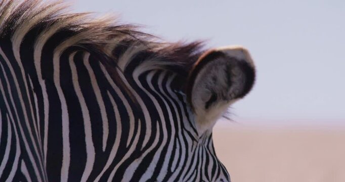 Close-up pan of a Grevy Zebras (Equus grevyi) body walking in dry savannah grasslands under hot midday sun in kenya 