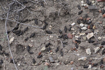 A close-up view of a group of vibrant, patterned grasshoppers scattered across dry, cracked soil. The insects display striking black and orange markings