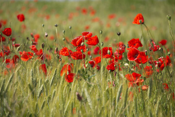 Bright red poppy flower in a green wheat field on a sunny day