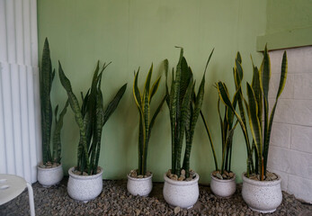 Beautiful Sansevieria Plants In Pots On Gravels Near Green Wall