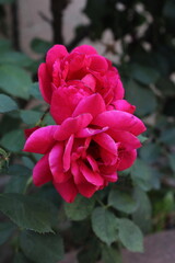 Pair of Red Roses in Garden
