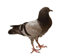 Pigeon