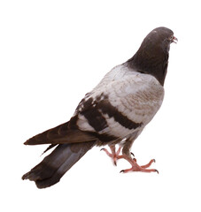 Portrait of carrier pigeon,studio shot