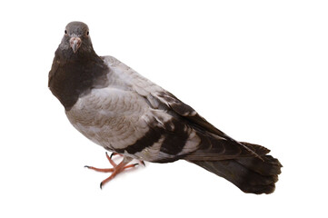 Pigeon
