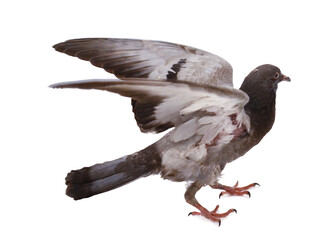 Gray pigeon isolated on white 