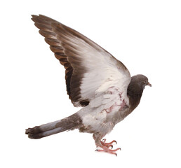 Portrait of carrier pigeon,studio shot