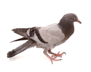 Portrait of carrier pigeon,studio shot