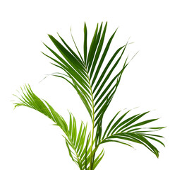 Palm leaves The green leaves of palm trees rests on white background.
