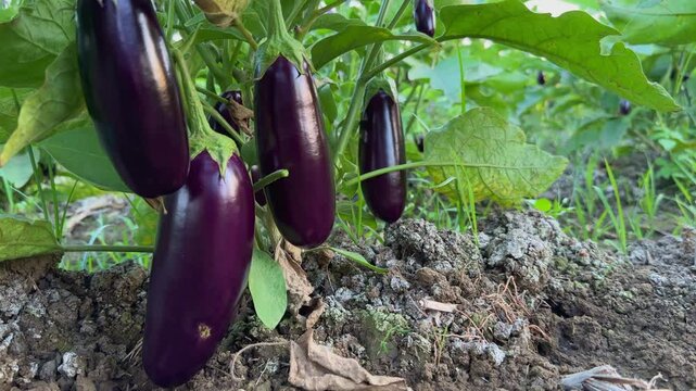 Tracking shot of shiny purple eggplant or brinjal growing in the field
