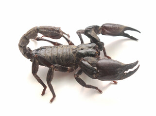 Scorpion