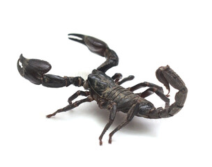 Close-up of scorpion against white background,Trento,Italy