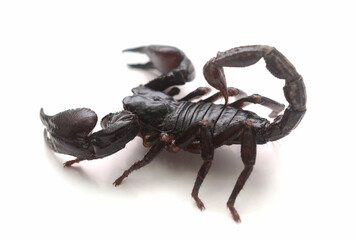 Close-up of scorpion against white background,Trento,Italy