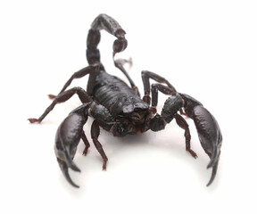 Close-up of scorpion over white background,Spain