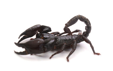 Emperor scorpion (Pandinus imperator) in studio, captive