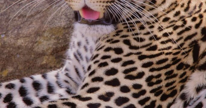 Extreme close-up tilt of a Leopards (Panthera pardus) head resting while scanning the dry savannah grassland at midday in Kenya