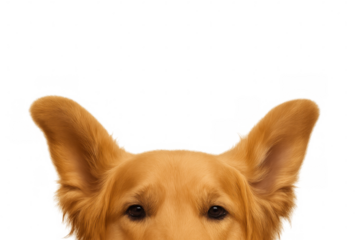 Golden retriever dog listening intently, ears perked forward, isolated on transparent background for versatile graphic design use
