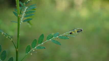 black ant life in nature
