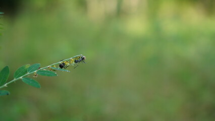 black ant life in nature