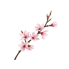Obraz premium A realistic cherry blossom branch with delicate pink flowers on a white background, high detail.