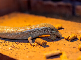 オオアシカラカネトカゲ