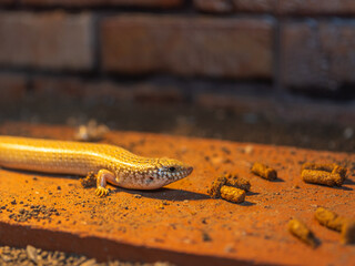 オオアシカラカネトカゲ