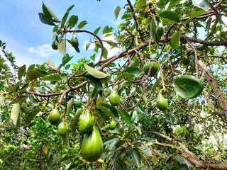 Closeup view of avocados, which bear large, shiny fruit with large trees and lush leaves, grow abundantly in front of the yard. Avocado plants or Alpukat or Persea americana.
