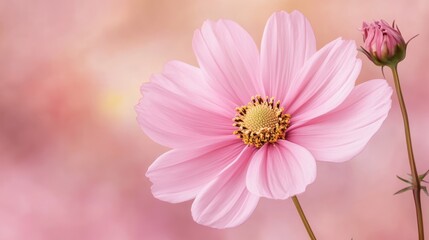 Delicate Pink Cosmos Flower Blossom in Soft Light