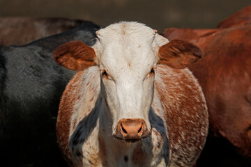Portrait of a Sanga  cow - indigenous cattle breed of breed of northern Namibia, southern Africa