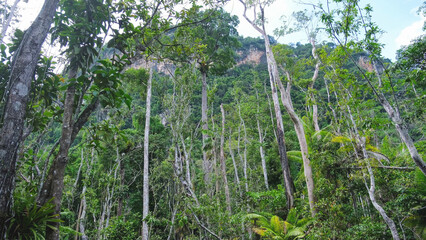 The greenery rainforest and the river from boat view in Surat Thani, Thailand