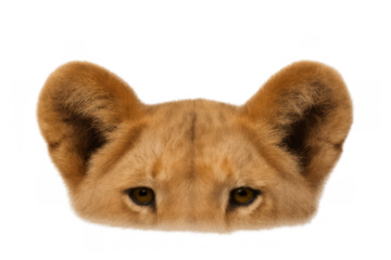 Lion cub playfully hiding, peering with curiosity, transparent isolated background perfect for graphic design integration